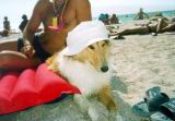 photos/2002-08/TN_Real Kazantip's dog.jpg